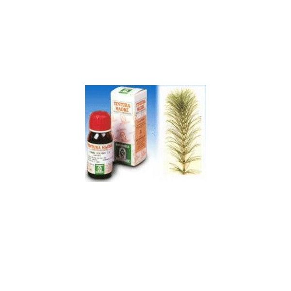 SP.EQUISETUM ARV. TM 50ml