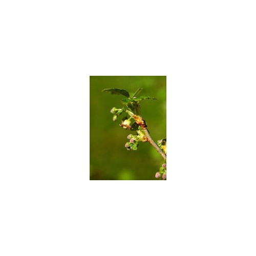 MSA Ribes Nigrum 50ml