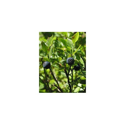 TSA VACCINIUM MYRTILLUS 50ML